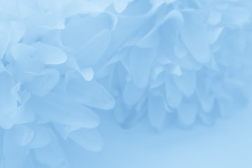 beautiful abstract color purple and blue flowers on white background and light blue flower frame and