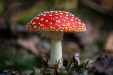 Amanita Muscaria In The Forest Close To Amsterdam, Netherlands