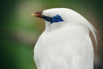 Portrait of a blue and white parrot. Close-up of the bird in the wild