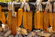 Ripe Dried Corn Cobs Hanging On The Old Wooden