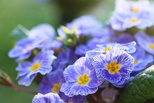 Spring Flowers. Blue Primrose On A  Green Plant Background. Saturated Blue Color.