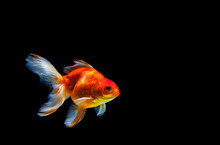 Goldfish Isolated On A Dark Black Background