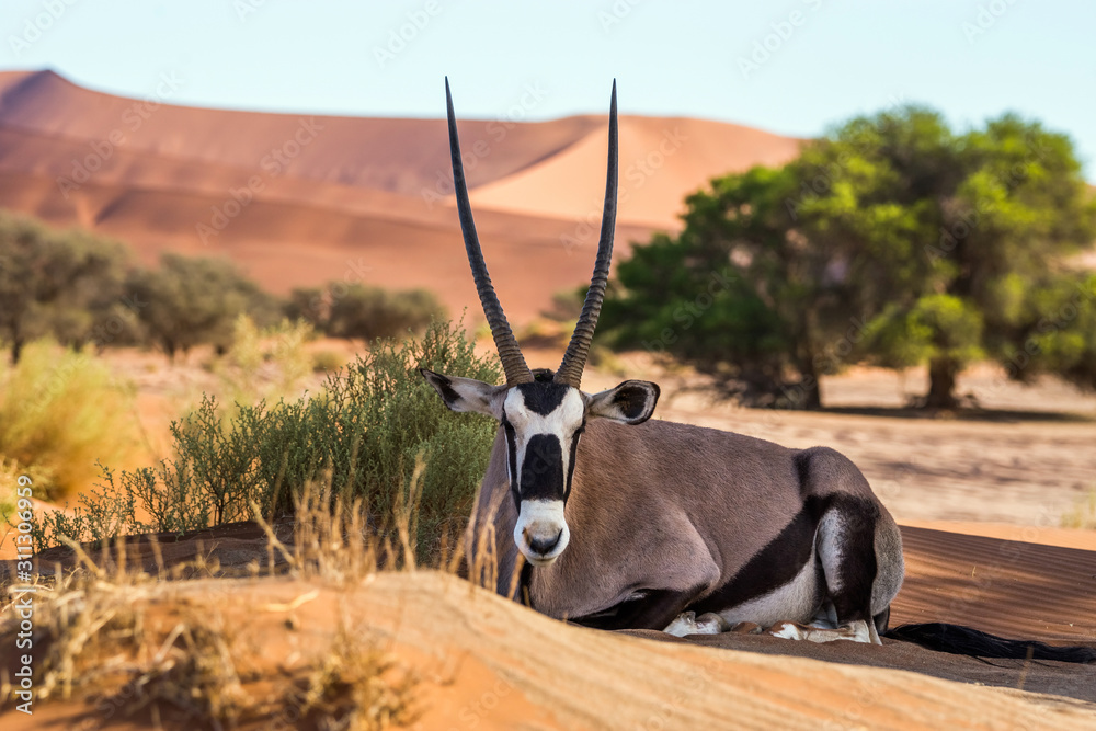 Gemsbok, or South African oryx (Oryx gazella) lying on the sand in Sossusvlei dunes, Namibia. - obrazy, fototapety, plakaty 
