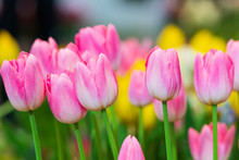Macro Close-up Shot Of Pink Tulips 
