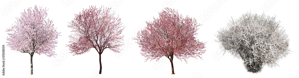 Collage with beautiful blossoming trees on white background - obrazy, fototapety, plakaty 