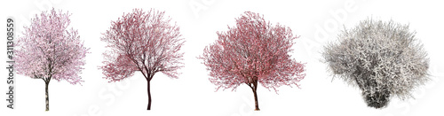 Fotografía Collage with beautiful blossoming trees on white background