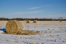 Sunny Winter Landscape View Of Round Corn Stalk Bales Setting In A Snow Covered Field, With Blue Sky Background