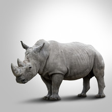 A White Rhino On Grey Background