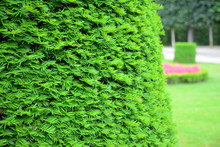Taxus Baccata, European Yew Hedge Background. Yew Hedging. Pruning Yew Hedges.