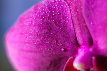 Close-up Of Single Purple Orchid Flower. Macro Shooting. Soft Focus.  Drops Of Water On A Flower.