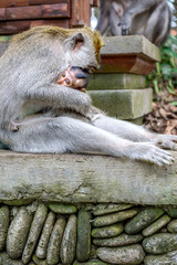 Wall Mural - Female Balinese long-tailed monkeys with her kid (Macaca Fascicularis) on Monkey Forest, Ubud