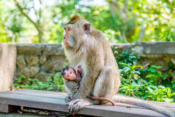 Wall Mural - Female Balinese long-tailed monkeys with her kid (Macaca Fascicularis) on Monkey Forest, Ubud