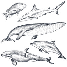 Vector Collection Of Hand Drawn Ocean And Sea Animals In Sketch Style Isolated On White.