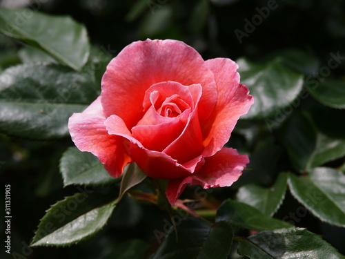 淡い赤色の春薔薇 Buy This Stock Photo And Explore Similar Images At Adobe Stock Adobe Stock