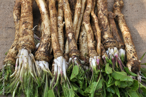 Fotografía Fresh, dug-out horseradish
