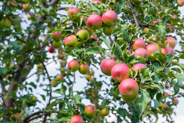 Wall Mural - red ripe apples on a tree branch. fresh apples on Apple tree closeup