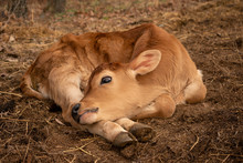 A Calf Sleeping And Relaxing