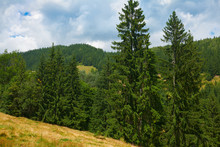 Beautiful Summer Landscape, High Spruces On Hills, Blue Cloudy Sky And Wildflowers - Travel Destination Scenic, Carpathian Mountains