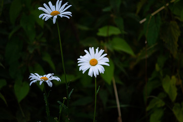 Daisies in front of green grass