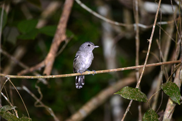 Bird photographed in Linhares, Espirito Santo. Southeast of Brazil. Atlantic Forest Biome. Picture made in 2014.