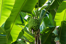 Banana Palm Tree With Bunch Of Green Bananas, Growing In The Grounds Of Zanzibar Island, Tanzania, Africa, Close Up