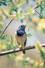 Wall Mural - beautiful songbird male varakushki sits on the branches of willow in the spring sunny garden and sin