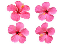 Set And Collection Of Isolated​ Pink Hibiscus Flower On​ White​ Background.​ 