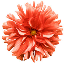 Red Flower Dahlia  On A White  Background Isolated  With Clipping Path. Closeup. Shaggy  Flower For Design. Dahlia.