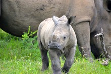 Baby Rhino In Africa