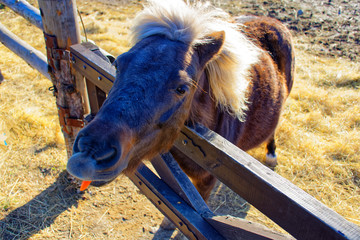 Funny playful donkey on a walk on a warm autumn day.
