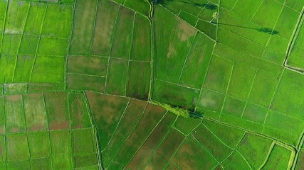 Wall Mural - Above golden paddy field during harvest season. Beautiful field sown with agricultural crops and photographed from above. top view agricultural landscape areas the green and yellow rice fields.