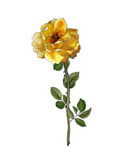 Yellow Flower Rose On Branch With Green Leaves. Isolated On White Background. Realistic Style. Hand Drawn. Vector Stock Illustration.