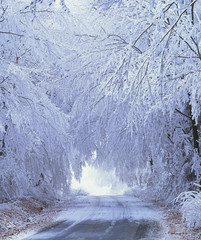 Canvas Print - Weg im Winter