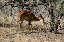 Nyala, Femelle,.Tragelaphus Angasii, Parc National Kruger, Afrique Du Sud