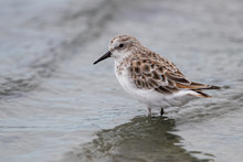 Little Stint Wading In Water
