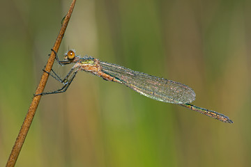 Emerald Damselfly (lestes sponsa) covered in morning dew