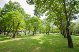 Fototapeta Przestrzenne - trees in the park