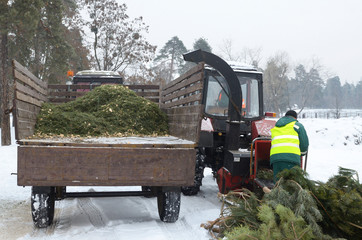 Wall Mural - Collection point for recycling used Christmas trees. Tractor, trailer and the worker putting branches of used Christmas tree in the receiver of the chipper