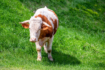 Cow grazing the grass