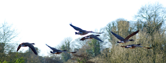 Wall Mural - Canada geese flying in formation