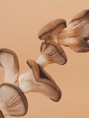 Oyster mushrooms flying on brown background