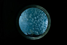 Fishing Swimming Through Porthole Window At Aquarium