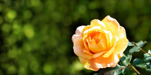 Yellow Rose In Garden