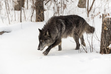 Black Phase Grey Wolf (Canis Lupus) Creeps Out Of Woods Winter