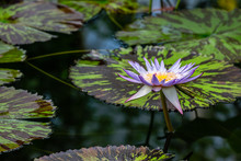 Purple Water Lilly With Giant Variegated Lilly Pads