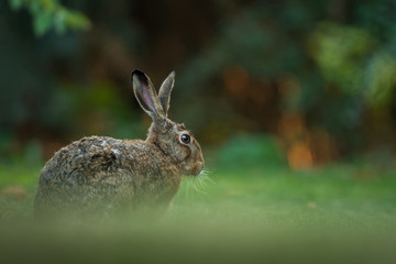 Wall Mural - Hare in the natural environment, close up, detail, wildlife, isolated, Lepus europaeus