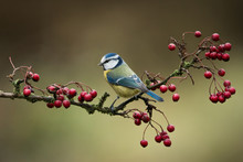 European Tit On The Branch With Red Fruits, Natural Environment, Wildlife, Close Up, Cyanistes Caeruleus, Parus Major