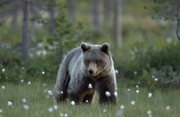 Wall Mural - brown bear on the meadow in the summer forest. sunset, evening twilight. scientific name: ursus arct