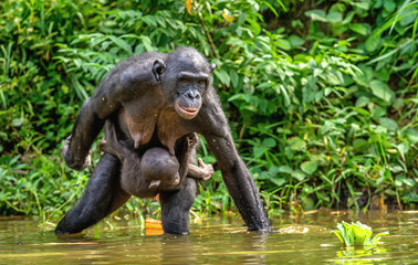 Canvas Print - Bonobo Cub and Mother in the water.  The Bonobo, Scientific name: Pan paniscus.