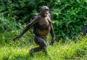 Wall Mural - bonobo cub on the mother's back. green natural background. the bonobo , called the pygmy chimpanzee.